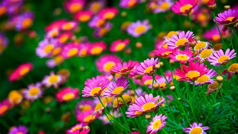 Check out these amazing selects from all over the web. flowers, Nature, Pink Flowers Wallpapers HD / Desktop and ...