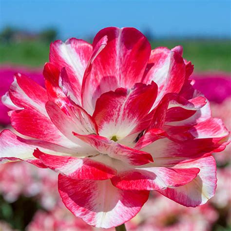 Double Peony Tulip Cartouche Wholesale Bulb K Van Bourgondien