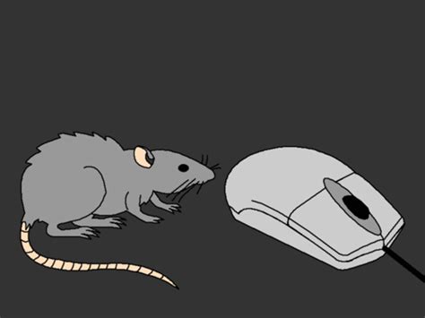 Funny Mouse Kissing A Computer Mouse 