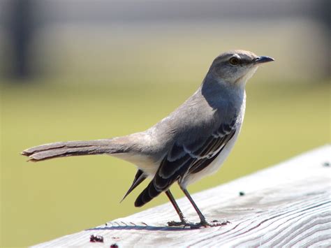Se Texas Birding And Wildlife Watching Birding The Cyfair Campus