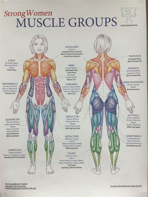 Pin By Yury Romero On Massage Ahhhh Human Muscle Anatomy Body Muscle