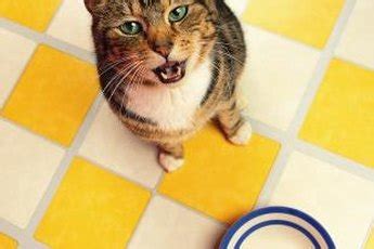 Cat owners sometimes blame a new cat food when their cat immediately throws it back up after eating. Remedy for Cats Throwing Up After Eating | Pets - The Nest
