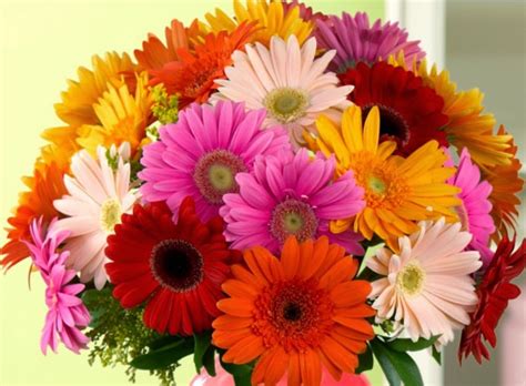 I was successful in overwintering several gerbera daisies this past winter by providing a covering of a few inches of hay. Health,Disease and Genetics: Gerbera flower - the fifth ...