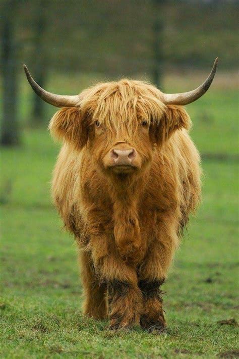 Scottish Highland Cattle Fluffy Cows Cow Cute Cows