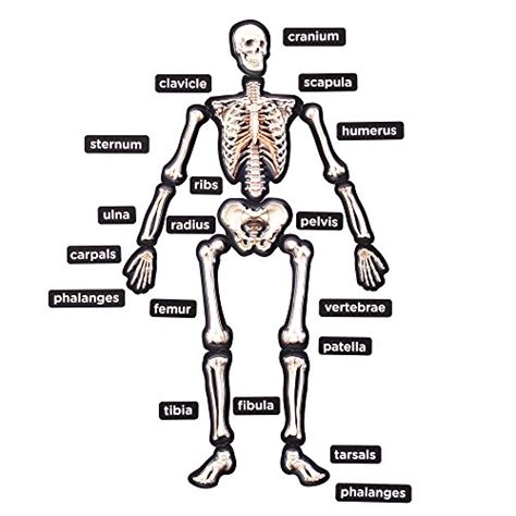 Learning About Bones Fun Hands On Activities For Kids