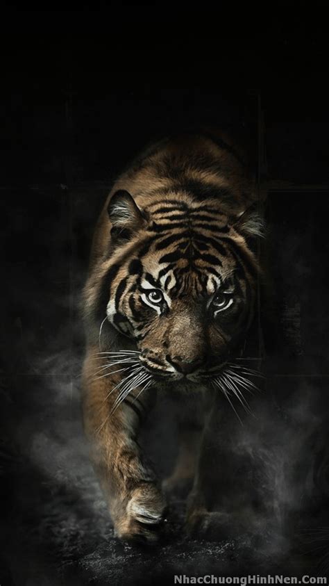 Top nhiều hơn 100 hình nền con hổ đẹp nhất siêu hot Starkid