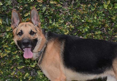 Prince German Shepherd Rescue Of Orange County