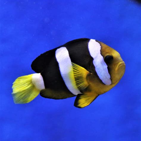 Ora Captive Bred Clarkii Clownfish Fish And Coral Store