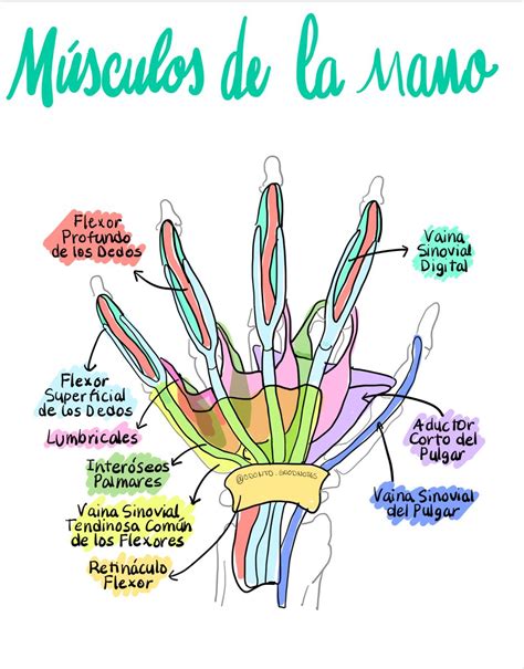 Músculos De La Mano Anatomía Médica Anatomia Humana Musculos