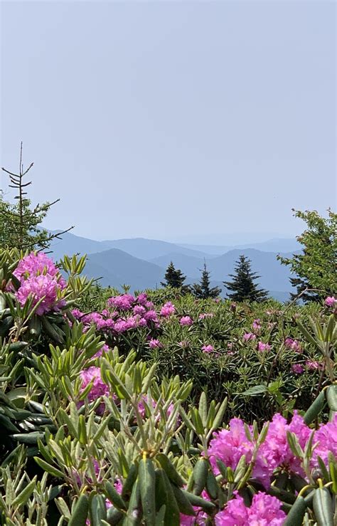 Roan Mountain Rhododendron Smithsonian Photo Contest Smithsonian
