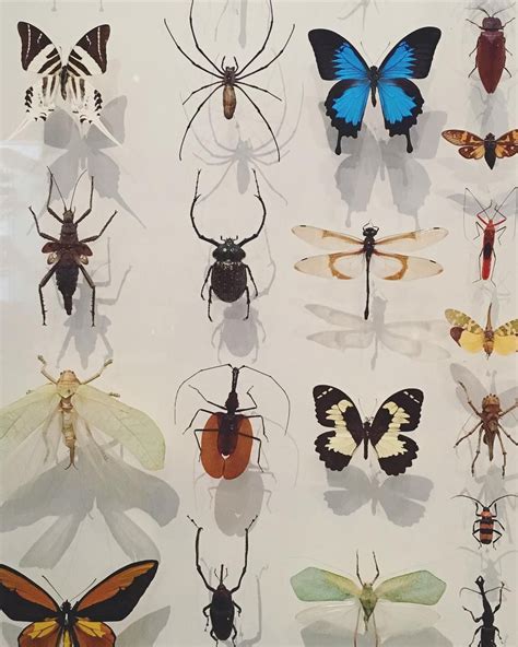 Super Beautiful Bug Display I Saw At The Royal Ontario Museum Last Week
