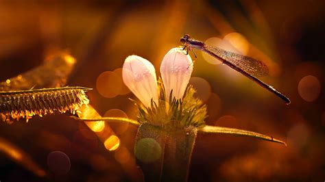 Insects Dragonfly Flower Insect Hd Wallpaper Peakpx Hot Sex Picture