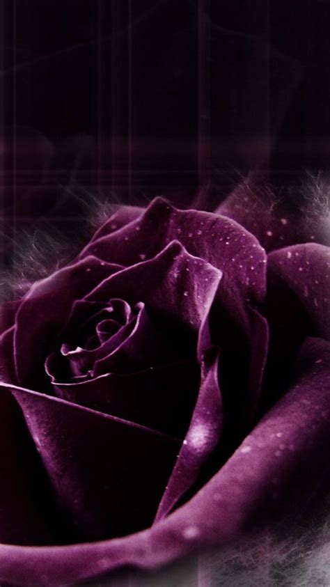 Dark Purple Flower Iphone Wallpapers Top Free Dark Purple Flower