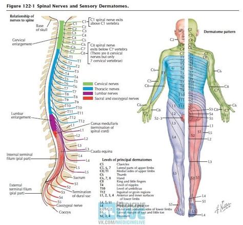 Spinal Nerve Root Dermatomes