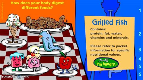 Introduction To The Digestive System Youtube