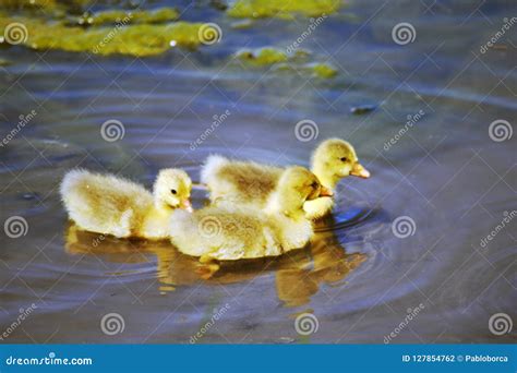 Baby Ducks Stock Photo Image Of Bird Babies Water 127854762