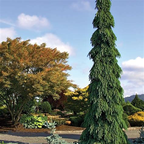 Plant Spruce White Columnar Weeping Weeping White Spruce Weeping