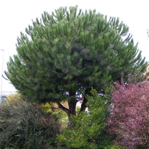 Pin Parasol Pin à Pignons Vente Pinus Pinea Parasol Jardin