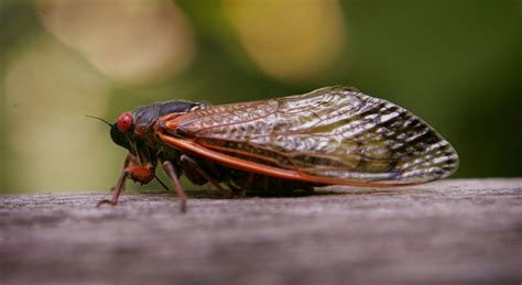 It's named after cicada because people are aware of cicada's existence by their sound instead of forms. Zombie Cicadas Emerge After 17 Years Underground, Bringing ...