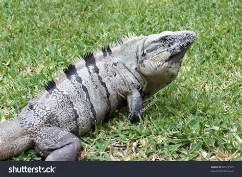 Large Grey Iguana On Green Grass Stock Photo 88328509 Shutterstock