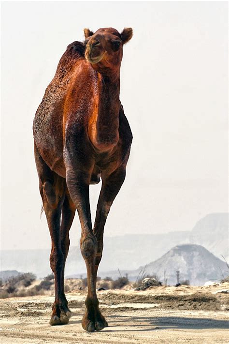 In fact there is a saying that there are over 1000 terms for camel in arabic. Pin on Persia/Hormozgan