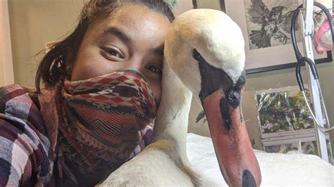 New York City Wildlife Rehabilitator Rescues An Injured Swan Transporting It Two Hours To