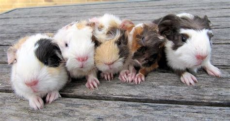 Guinea Pig Types And Care Of Your Cavies Pet Best Exotic Pets