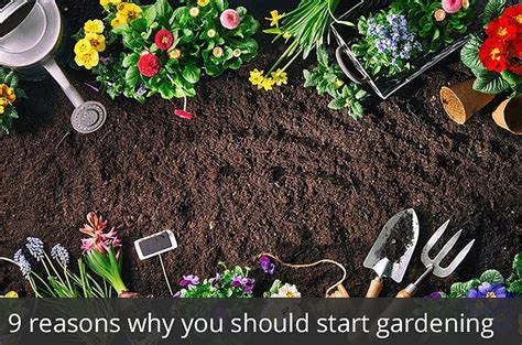 Reasons Why You Should Start Gardening Waltons Blog Waltons