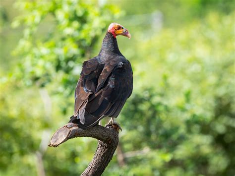 Lesser Yellow Headed Vulture N E Brazil Terry Laws Flickr