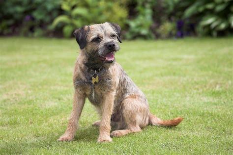 Border Terrier Dog Breed Characteristics And Care