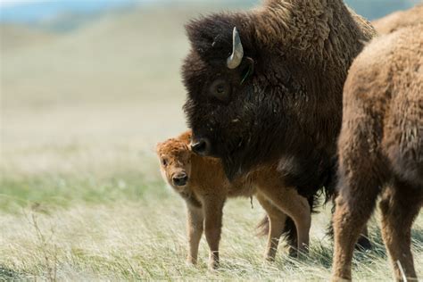Natural Birth Two Calves Born To Noco Conservation Herd Source