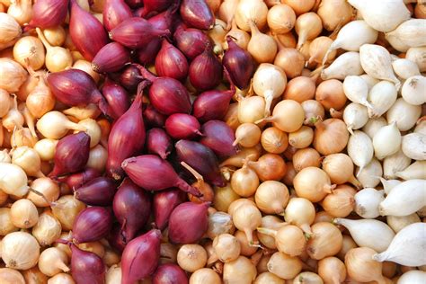 How to preserve onions from the garden. Onion Planting Options: Seeds, Sets, or Transplants ...