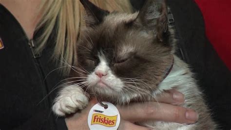 internet sensation grumpy cat has died at age 7 youtube