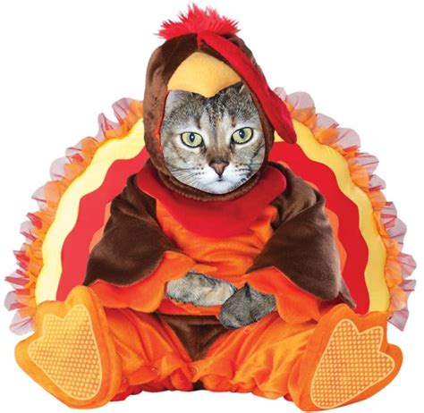 1000 Images About Thanksgiving Cats On Pinterest Happy Thanksgiving