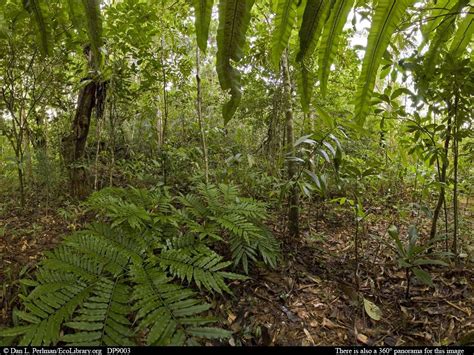 Tropical Rainforest Animals In Africa Panorama Of Tropical Rainforest