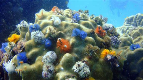 Free Images Animal Wildlife Underwater Tropical Aquatic Coral