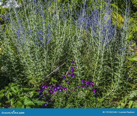 These Flowers Are Lavender Mountain Lilieslavndula Angustifolia Stock