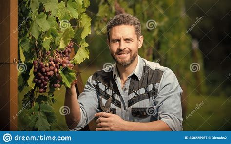 Professional Winegrower On Grape Farm Happy Man Harvester On Summer