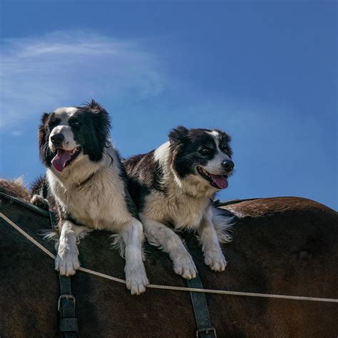 Are Border Collies Good With Horses