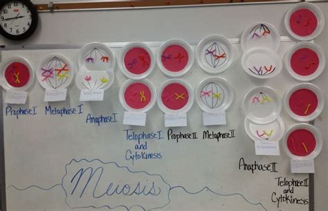 Modeling Meiosis With Play Dough My Biology Class