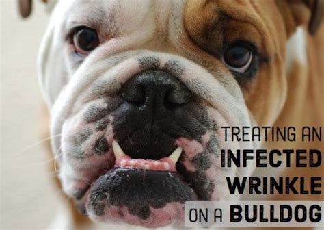 How To Treat A Bulldogs Infected Wrinkle Pethelpful