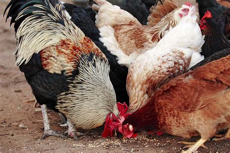 The Complete Guide To Chicken Pecking Order