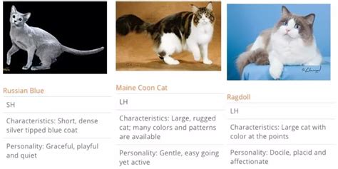 Research Claims Cats Have 5 Specific Personality Types Cattitude Daily