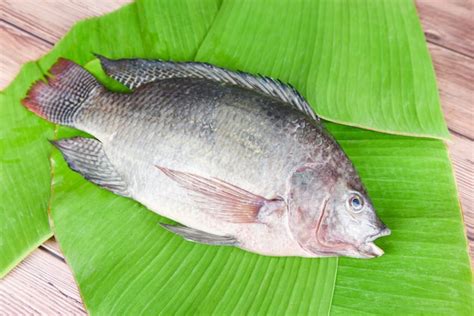 Premium Photo Tilapia Fish Freshwater