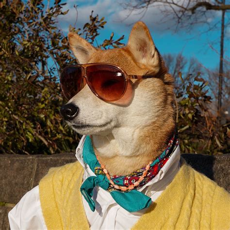 Mensweardog The Most Stylish Dog In The World Menswear Dog