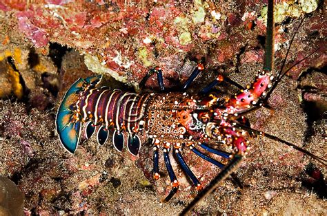 Banded Spiny Lobster Panulirus Marginatus Maui Hawaii Steven W Smeltzer