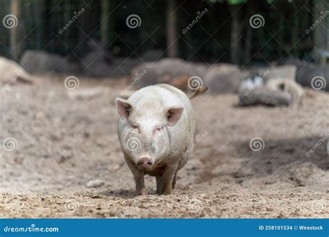 Domestic Pig Sus Domesticus At The Farm Stock Photo Image Of