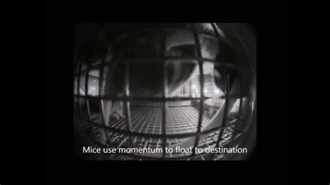 behavior of mice aboard the international space station youtube
