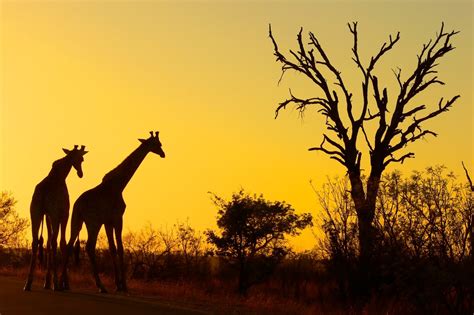 The Kruger National Park South Africa 8 Stupendous Places For