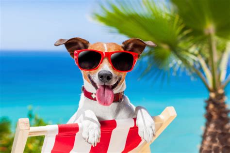Summer Vacation Dog Stock Photo Download Image Now Istock